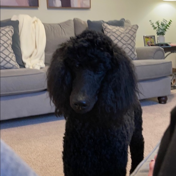 Meet your Posher, Shannon - Picture 1 of 1